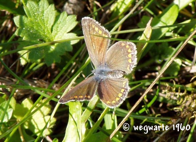 Foto vom Weibchen des gemeinen Bl&auml;ulings Polyommatus icarus